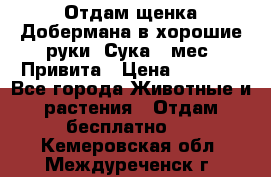 Отдам щенка Добермана в хорошие руки. Сука 5 мес. Привита › Цена ­ 5 000 - Все города Животные и растения » Отдам бесплатно   . Кемеровская обл.,Междуреченск г.